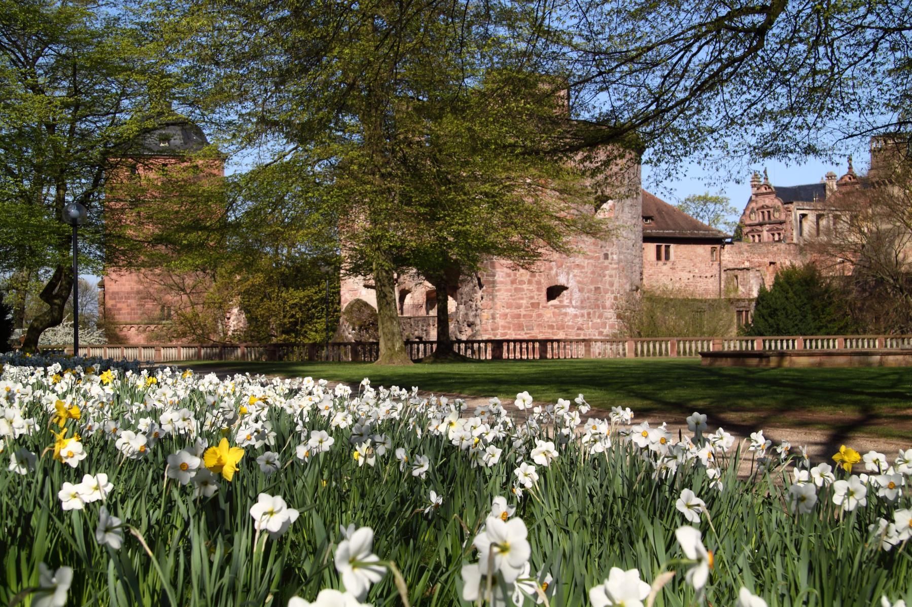 Schloss Heidelberg, Schlossgarten in Blüte