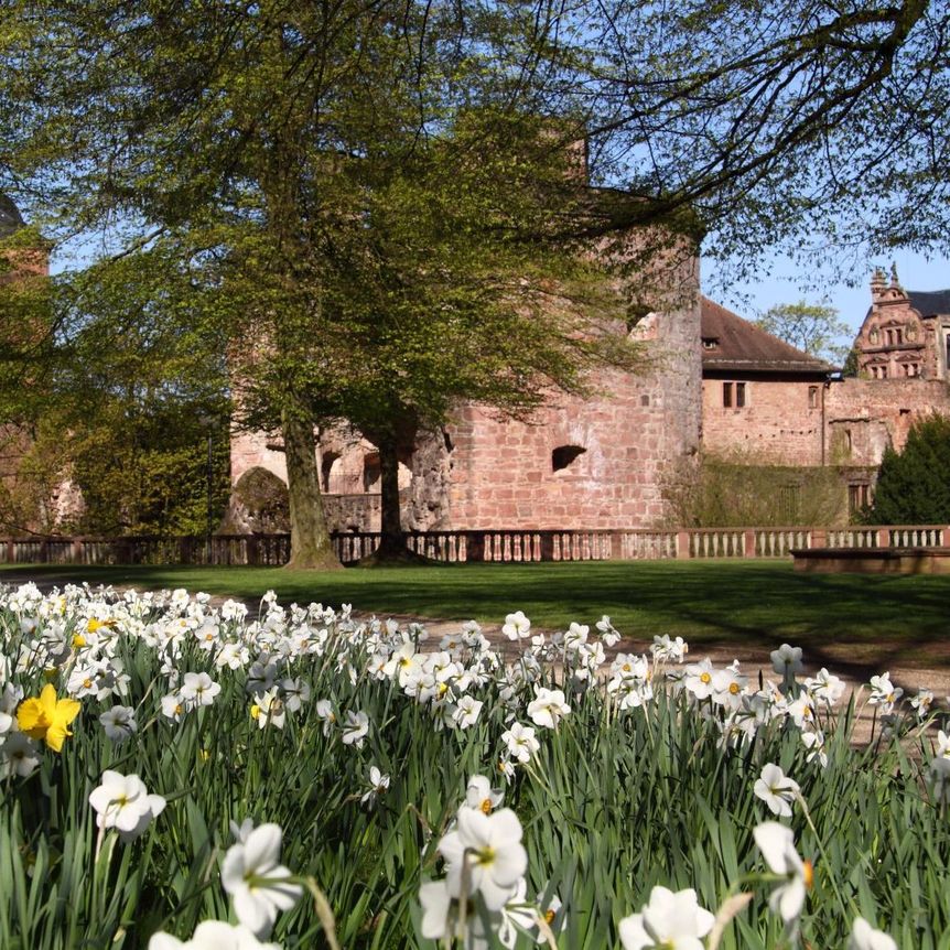 Schloss Heidelberg, Schlossgarten in Blüte